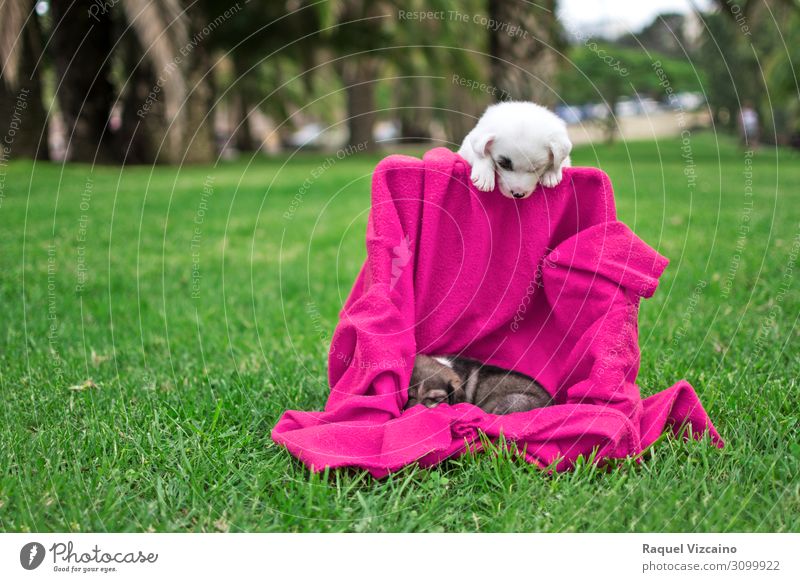 Hundewelpen, die auf dem Rasen des Parks spielen Frühling Sommer Schönes Wetter Gras Tier Haustier 2 Spielen lustig grün rosa weiß Welpe "Hund". Decke schlafend
