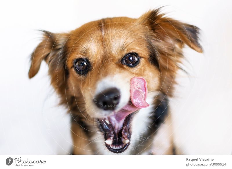Hund mit ausgestreckter Zunge. Tier Haustier 1 Blick Fröhlichkeit braun weiß Zufriedenheit Appetit & Hunger Glück Farbfoto Studioaufnahme Muster