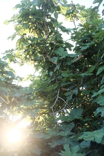 Baum am Meer Natur Landschaft Pflanze Sonne Sommer Feige Garten Wald Romantik Wahrheit Toleranz Farbfoto Außenaufnahme Detailaufnahme Sonnenaufgang