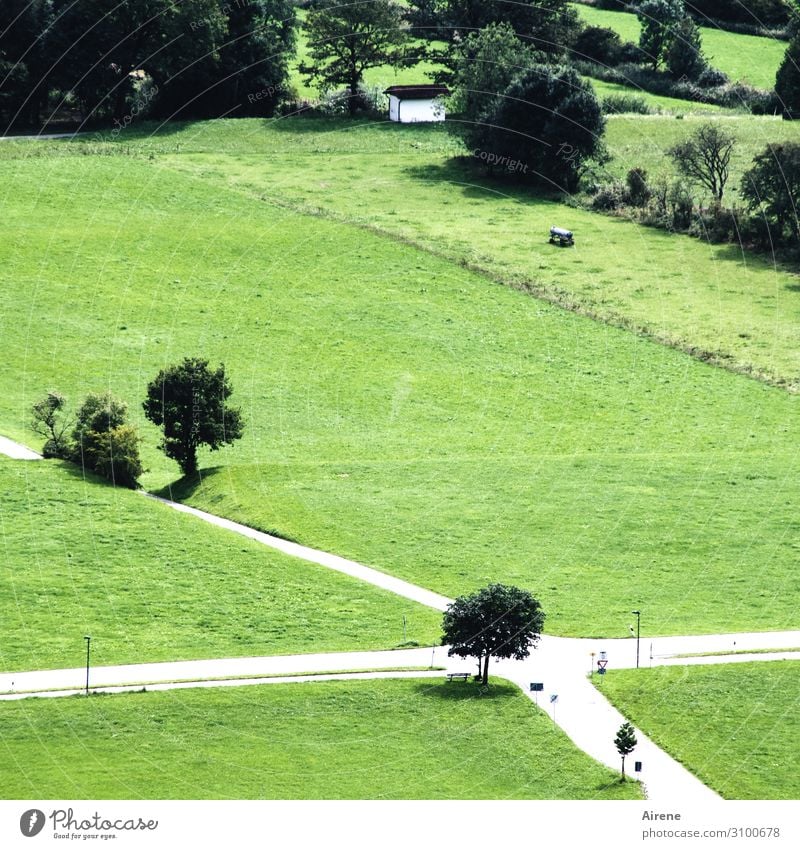 Möglichkeiten Landschaft Sommer Baum Wiese Feld Straßenkreuzung Wegkreuzung Kreuz wandern grün Ordnungsliebe Problemlösung Mittelpunkt planen Teamwork
