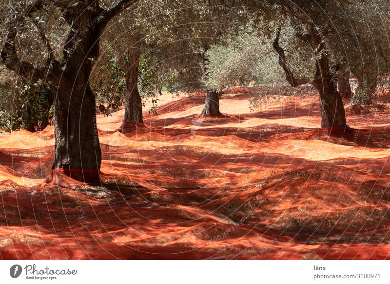 Olivenbaum l Erntezeit Arbeitsplatz Landwirtschaft Forstwirtschaft Umwelt Natur Landschaft Hügel fangen Hoffnung Erwartung Lebensmittel Netz rot Farbfoto