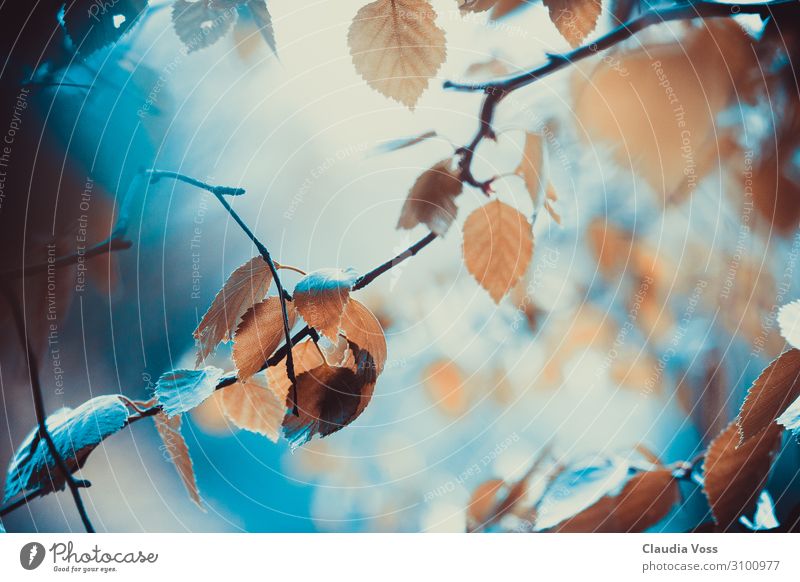 Herbstlaub im Licht Natur Tier Sommer Baum Sträucher Blatt Wald blau braun Stimmung träumen einzigartig Idee Inspiration Kreativität Kunst Leichtigkeit