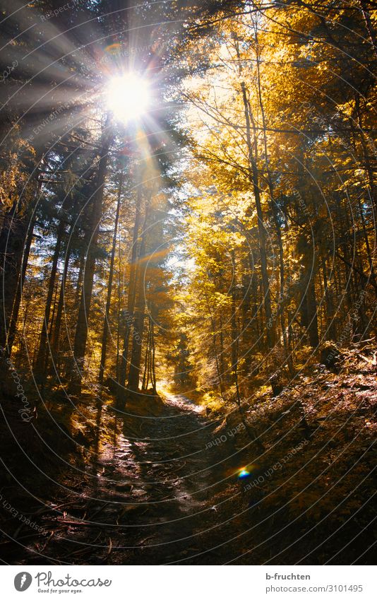Herbstwald Wohlgefühl Zufriedenheit Erholung ruhig Meditation wandern Natur Sonne Sonnenlicht Baum Wald gehen Gesundheit Herbstlaub herbstlich Wege & Pfade