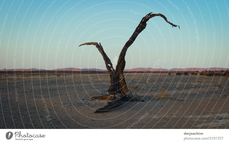 wertvoll / Natur zu erhalten // Ein abgestorbener Baum steht mitten in der Wüste. Mit blauem Himmel- Im Hintergrund sind weit weg, Berge zu sehen. Ausflug