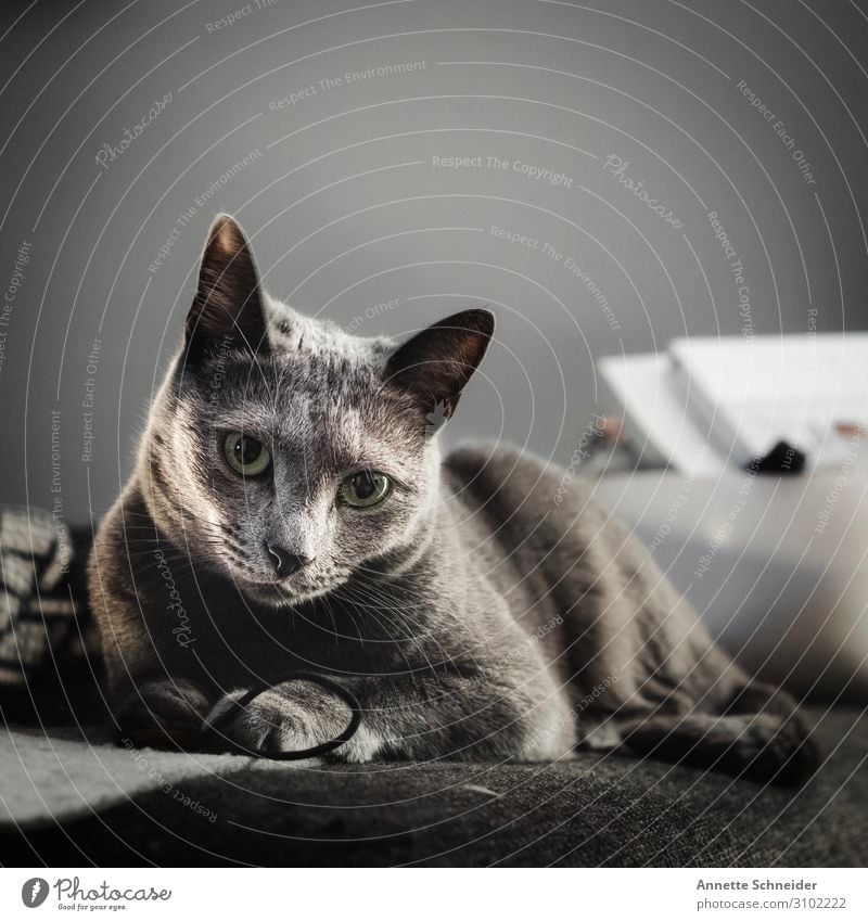 Katze Häusliches Leben Wohnung Tier Haustier Tiergesicht Fell grau Farbfoto Gedeckte Farben Hintergrund neutral Tierporträt Blick in die Kamera