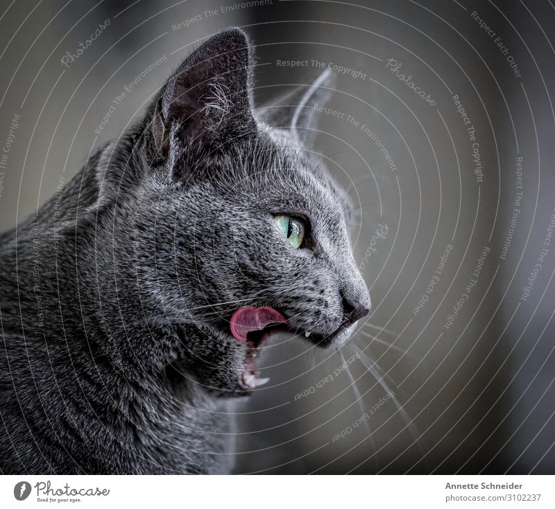 Lecker Tier Haustier Katze 1 grau Pause Farbfoto Gedeckte Farben Hintergrund neutral