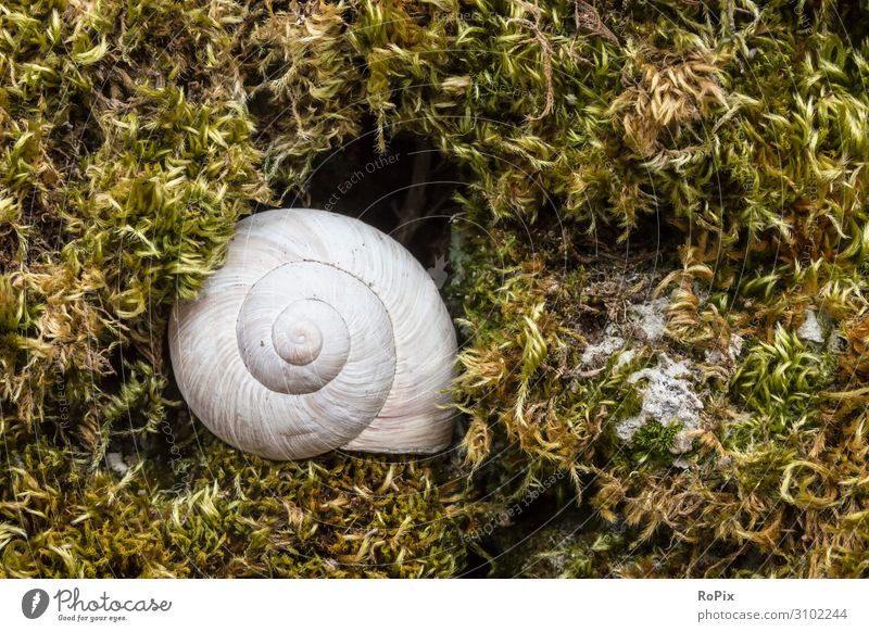 Schneckenhaus im Moos. Spirale coil snail Tier Kalk Natur Naturschutz Struktur Bauwerk Architektur Inspiration Zentrum center Helix Wachstum Windung Schöpfung