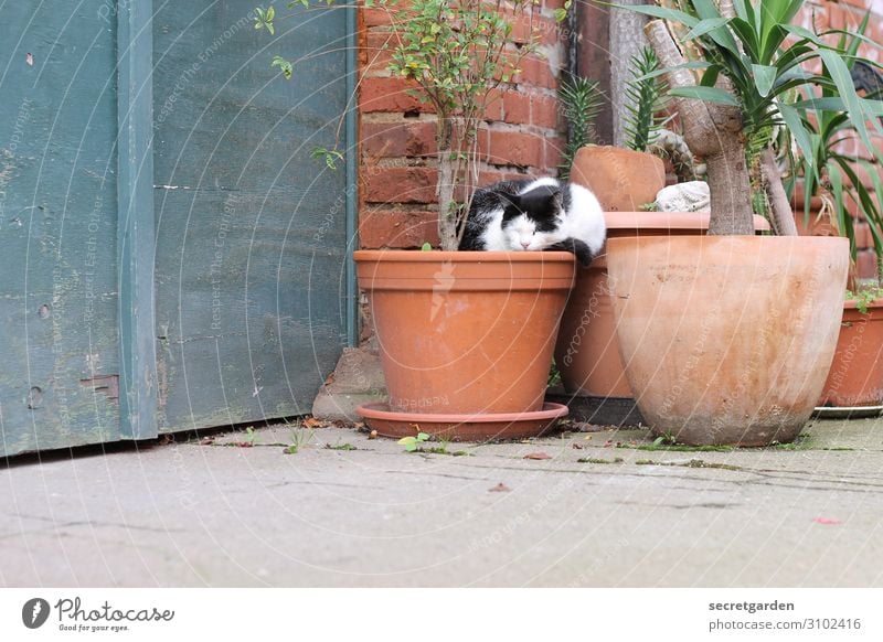 UT Halle | 2014.04 Torwächterin Zufriedenheit Erholung Häusliches Leben Pflanze Sommer Grünpflanze Garten Terrasse Tier Haustier Katze schlafen Wärme braun