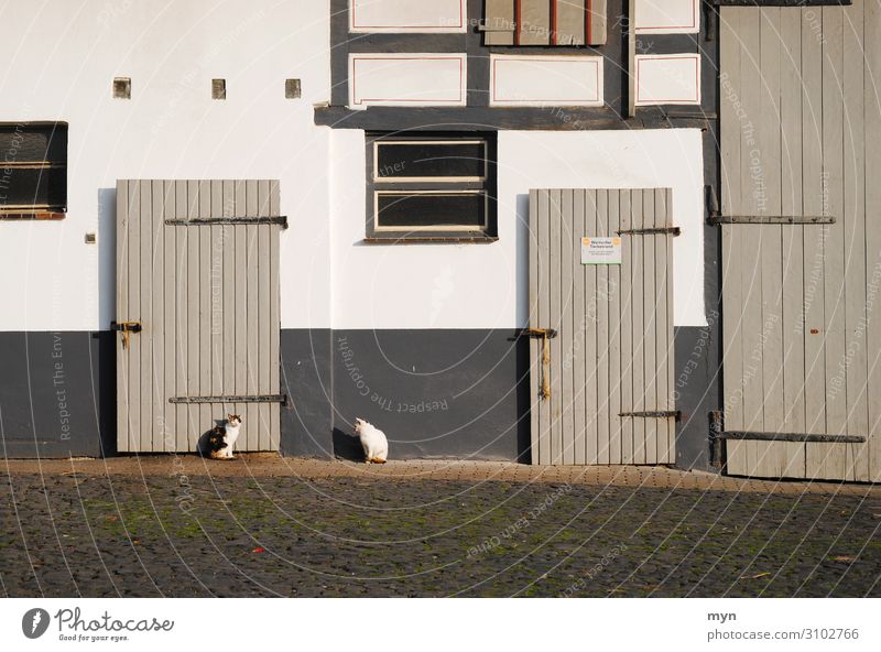 Katzen vor altem Bauernhof mit Fachwerk Tür Stall abstrakt Fenster Fassade Haus Menschenleer Farbfoto Wand Mauer trist Dorf Gedeckte Farben Gebäude