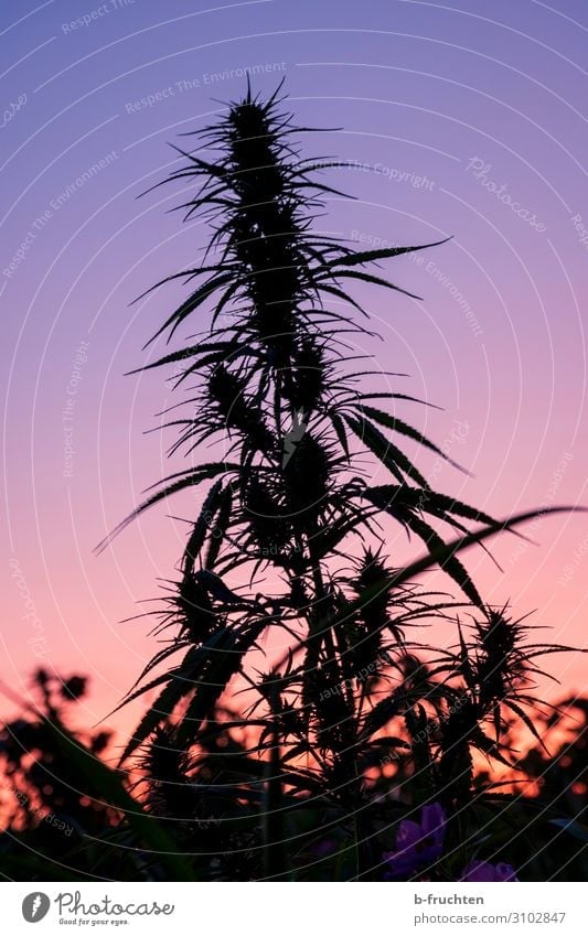 Abendrot Natur Sonne Sonnenaufgang Sonnenuntergang Herbst Pflanze Hanf Nutzpflanze Feld wählen beobachten exotisch Rauschmittel Cannabis Cannabisblatt