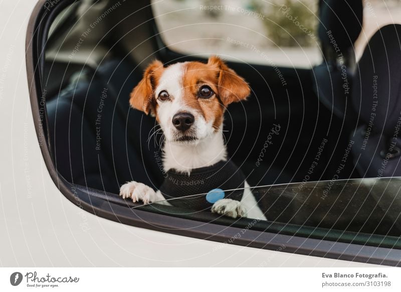 süßer kleiner Jack-Russell-Hund in einem Auto, der ein sicheres Geschirr und einen Sicherheitsgurt trägt. Bereit zum Reisen. Konzept des Reisens mit Haustieren
