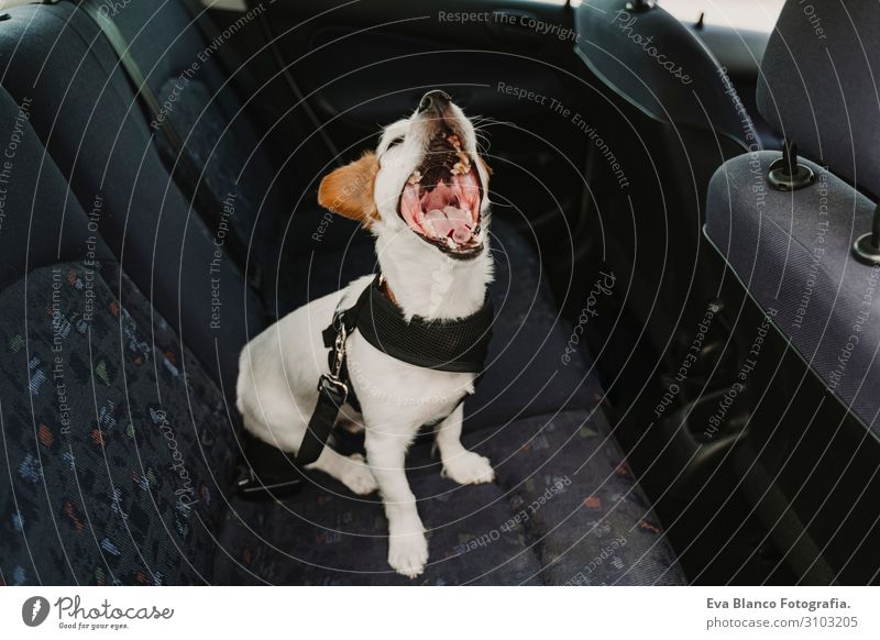 süßer kleiner Jack-Russell-Hund in einem Auto, der ein sicheres Geschirr und einen Sicherheitsgurt trägt.Hund gähnt. Bereit zum Reisen. Konzept des Reisens mit Haustieren