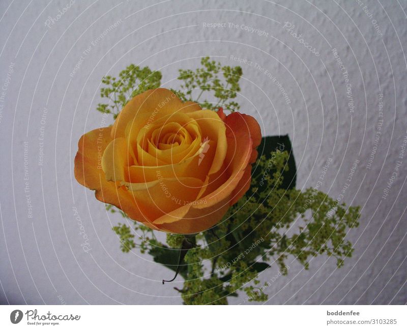 Eine Rose für Dich Natur Pflanze Gefühle Stimmung Glück Zufriedenheit Begeisterung Liebe Verliebtheit schön dankbar Kultur Erotik Stolz Wunsch Farbfoto