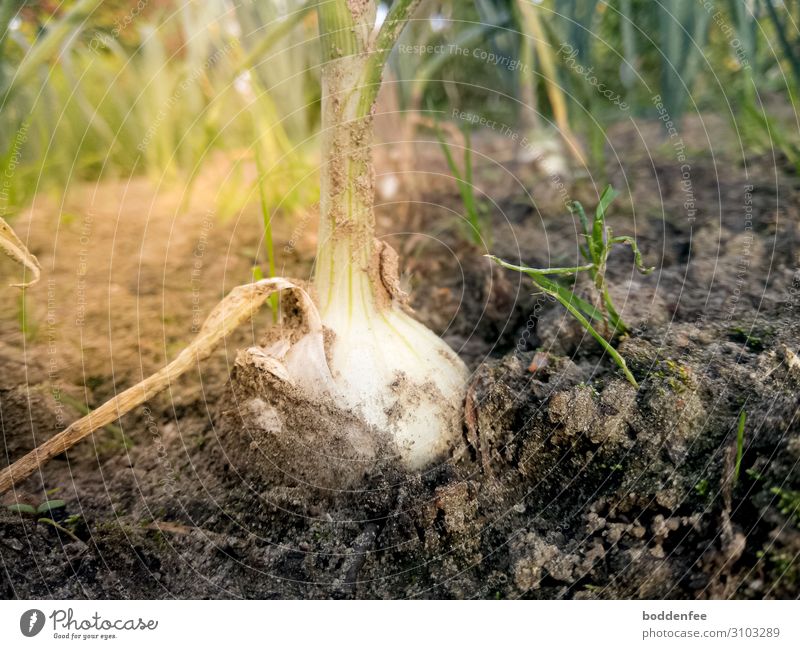 Frosch sieht Zwiebel Natur Pflanze Erde Sommer Garten Essen Bewegung genießen nackt Farbfoto Außenaufnahme Menschenleer Tag Lichterscheinung Froschperspektive