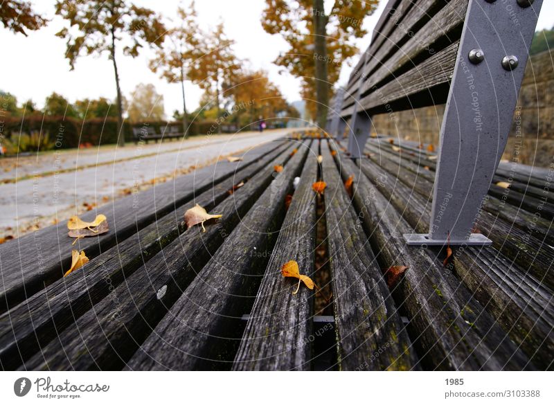 Parkbank Freizeit & Hobby Sightseeing Herbst Baum Blatt Menschenleer Holz Metall Erholung Lächeln laufen lesen Musik hören Blick sitzen Unendlichkeit Freude