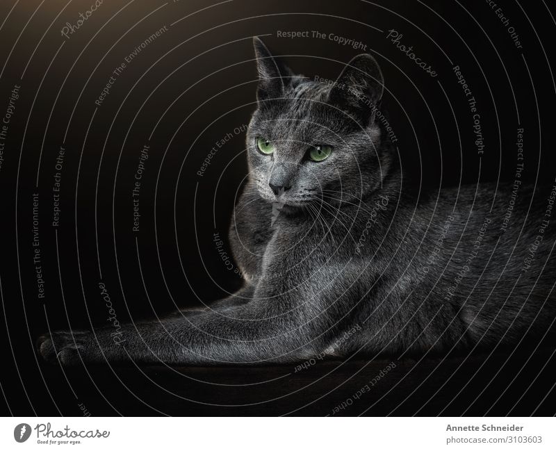 Katze Russisch Blau Tier Haustier 1 grün schwarz Farbfoto Innenaufnahme Freisteller Blick nach vorn