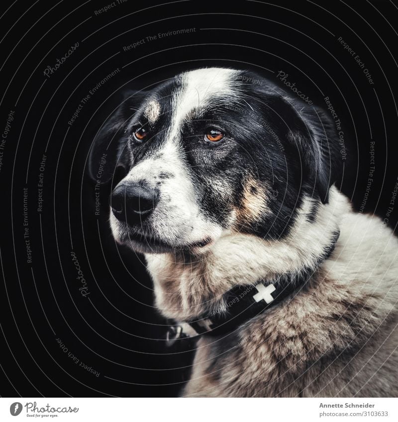 Hund mit Halsband Tier Haustier Tiergesicht Hundehalsband braun schwarz weiß Farbfoto Gedeckte Farben Freisteller Blick nach vorn