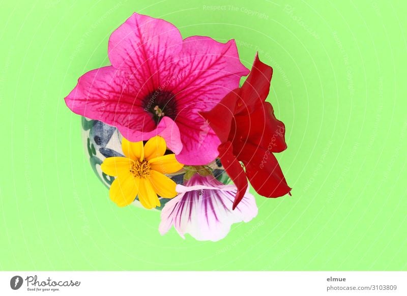 Plümsche Blume Topfpflanze Sommerblumen Blühend leuchten frisch Fröhlichkeit Optimismus Romantik ästhetisch Design Farbe Freude Inspiration Kunst Mittelpunkt