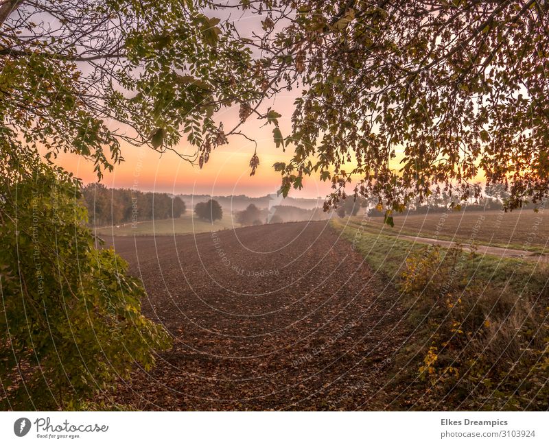 Herbstlandschaft im Sonnenaufgang und mit leichtem Nebel Natur Landschaft Urelemente Erde Sonnenuntergang Sonnenlicht Schönes Wetter wandern schön Eifel