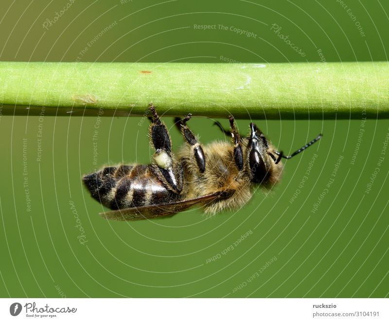 Bee, pollen ash, apis, mellifera Haustier Biene grün Pollenhoeschen Apis Honigbiene Insekt Bestaeubung Staubfäden Imme Nektar Nektarsammler Futterquelle