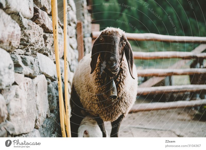 Schaf auf der Alm Natur Landschaft Herbst Sträucher Alpen Berge u. Gebirge Nutztier 1 Tier beobachten Blick lustig nachhaltig natürlich Tierliebe Neugier Idylle