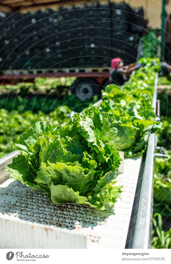 Traktor mit Produktionslinie zur automatischen Ernte von Salat. Gemüse Ernährung Vegetarische Ernährung Diät Garten Maschine Umwelt Natur Pflanze Blatt Rudel
