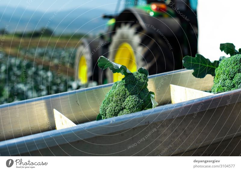 Ernten Sie Brokkoli im Bauernhof mit Traktor und Förderband. Gemüse Industrie Business Technik & Technologie Landschaft Pflanze Verpackung Linie grün