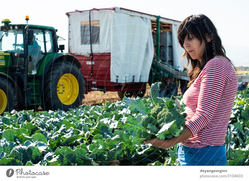 Arbeiter zeigt Brokkoli auf der Plantage. Gemüse Industrie Business Technik & Technologie Landschaft Pflanze Traktor Verpackung Linie grün Landwirt Ackerbau
