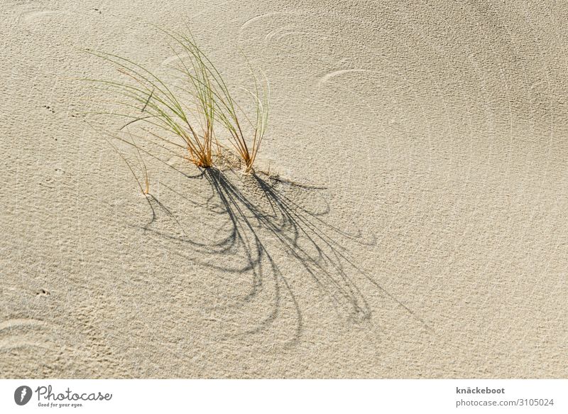 dünengras Umwelt Natur Landschaft Pflanze Sand Sommer geduldig ruhig Farbfoto Außenaufnahme Menschenleer Textfreiraum rechts Tag Schatten Zentralperspektive
