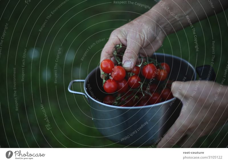 Ein Topf mit frischen Bio Tomaten Sommer Arme Hand Finger Umwelt Natur Pflanze Sträucher Nutzpflanze Garten Feld grün rot Landwirt Vegane Ernährung Essen