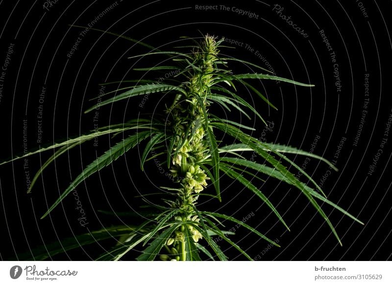 Cannabis Pflanze Alternativmedizin Rauschmittel Hanf Nutzpflanze wählen sprechen grün schwarz Landwirtschaft Farbfoto Innenaufnahme Studioaufnahme Menschenleer
