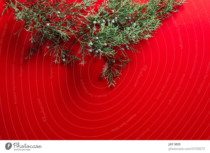 Kiefernzweige auf rotem Hintergrund, Natur-Weihnachtskonzept Design Glück Winter Dekoration & Verzierung Tisch Feste & Feiern Erntedankfest Weihnachten & Advent