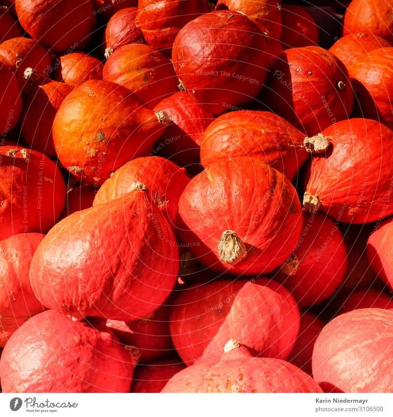 Pumpkins / Kürbis Lebensmittel Gemüse Ernährung Abendessen Vegetarische Ernährung Kürbiszeit Erntedankfest Halloween Feldfrüchte Herbst kaufen Essen orange rot