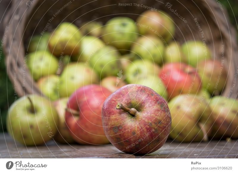Äpfel ernten. Lebensmittel Apfel Ernährung Lifestyle Stil Gesundheit Gesundheitswesen Gesunde Ernährung Fitness Wellness harmonisch Freizeit & Hobby