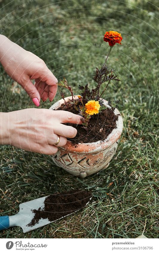 Umpflanzung der Pflanze in einen neuen Topf Freizeit & Hobby Sommer Garten Werkzeug Frau Erwachsene Hand 1 Mensch 30-45 Jahre Blume Gras Wachstum authentisch