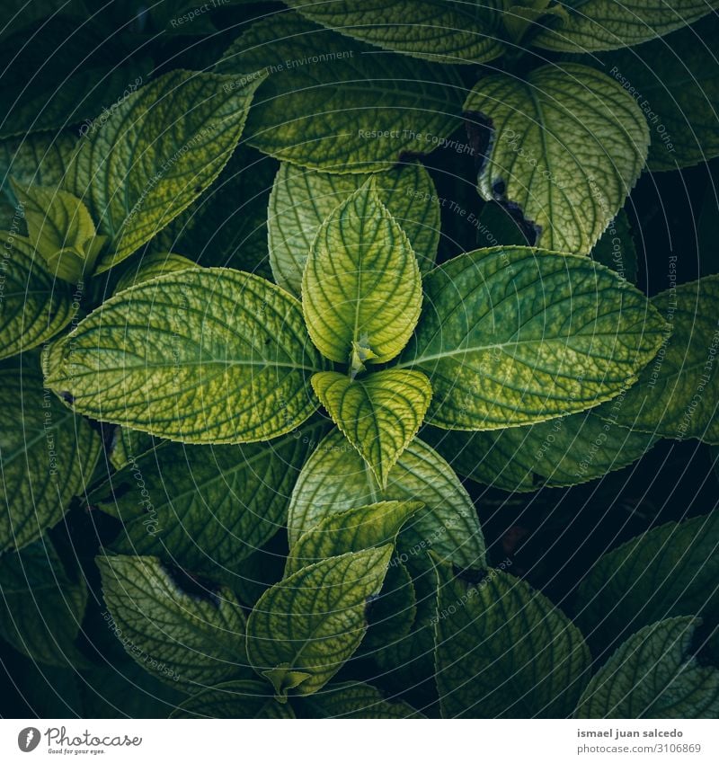 grüne Pflanze hinterlässt strukturierten Hintergrund im Garten Blatt geblümt Natur natürlich Dekoration & Verzierung abstrakt Konsistenz frisch Außenaufnahme