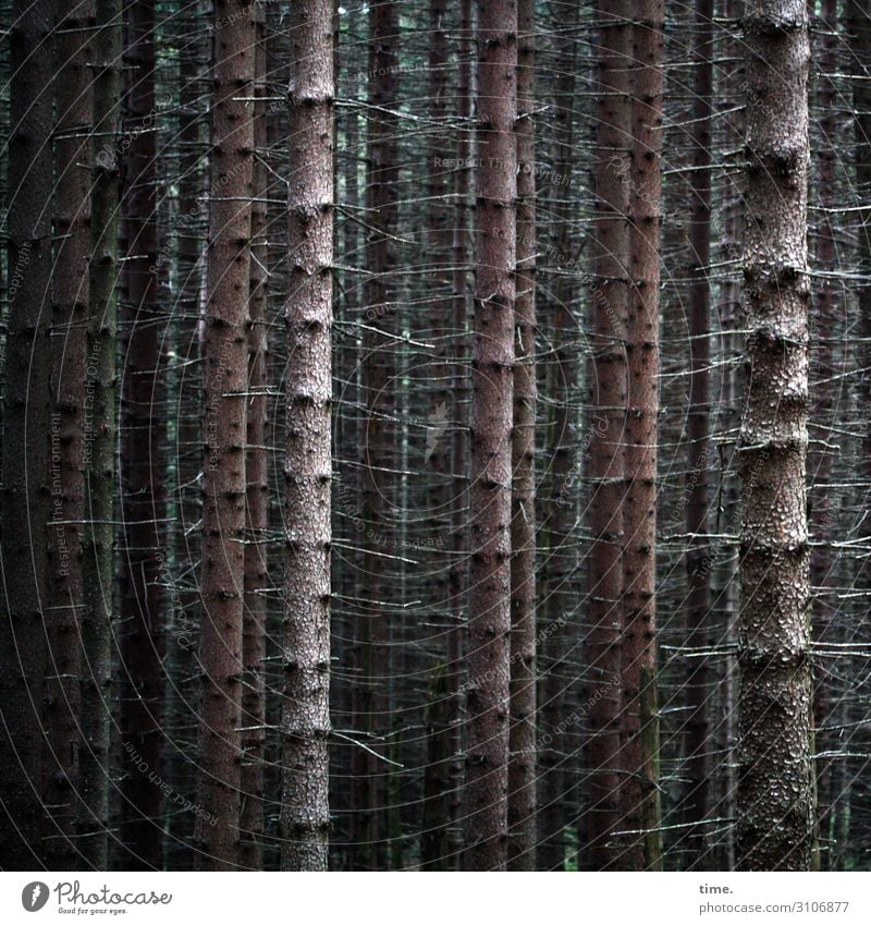 Bauholz Landwirtschaft Forstwirtschaft Umwelt Natur Pflanze Baum Baumstamm Nadelwald Wald Monokultur Holz Linie Wachstum bedrohlich dunkel gruselig hoch
