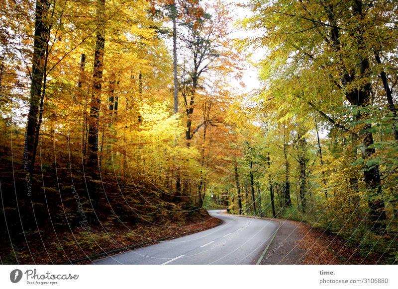 Es wird Herbst Umwelt Natur Landschaft Pflanze Baum Wald Hamburg Verkehr Verkehrswege Straßenverkehr Autofahren Fahrradfahren Wege & Pfade mehrfarbig gelb grau
