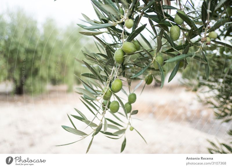 Grüne Oliven Mensch Hand Herbst Baum wählen wild grün oliv Erdöl Ernte Landwirtschaft Andalusia meditearraen Schnittführung Jaen torredelcampo abholen reif