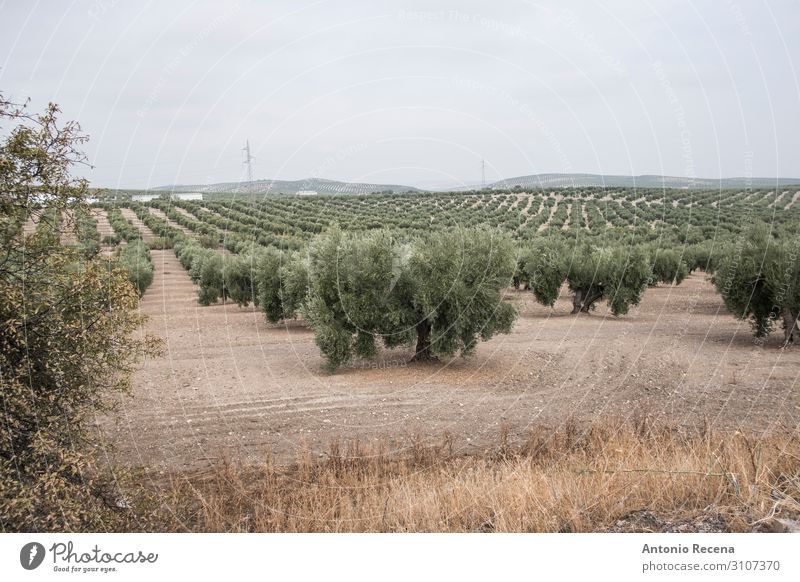 Oliven Mensch Hand Landschaft Herbst Baum wählen wild grün oliv Erdöl Ernte Landwirtschaft Andalusia meditearraen Schnittführung Jaen torredelcampo abholen reif