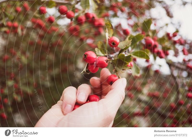 Crataegus monogyna Frucht Mensch Frau Erwachsene Hand Herbst Baum wählen wild rot untersucht sammelt Majoletas essbar Beeren sammelnd Ackerbau abholen giftig