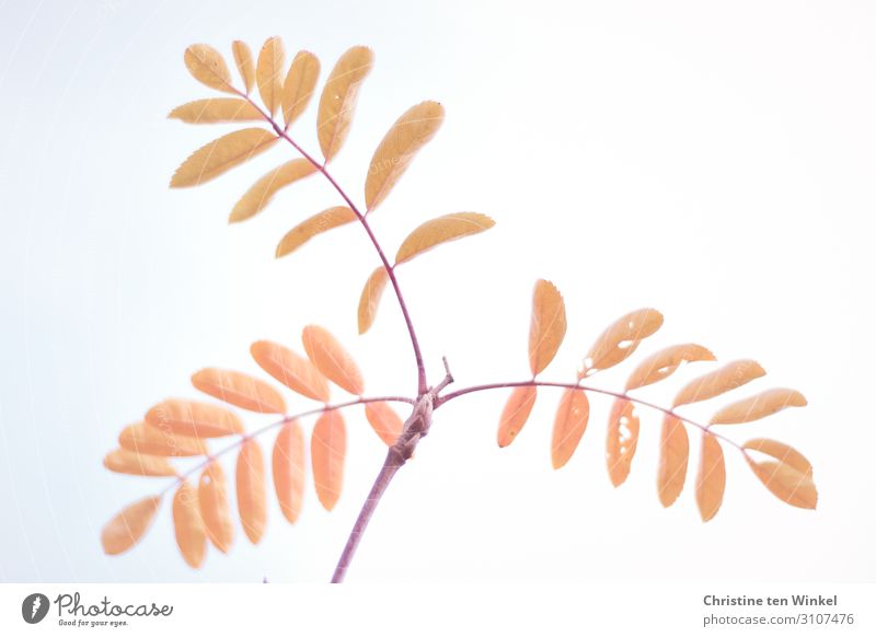 Ebereschenblätter Natur Herbst Pflanze Baum Blatt außergewöhnlich Coolness natürlich schön orange rot weiß Fröhlichkeit achtsam ästhetisch einzigartig Farbe