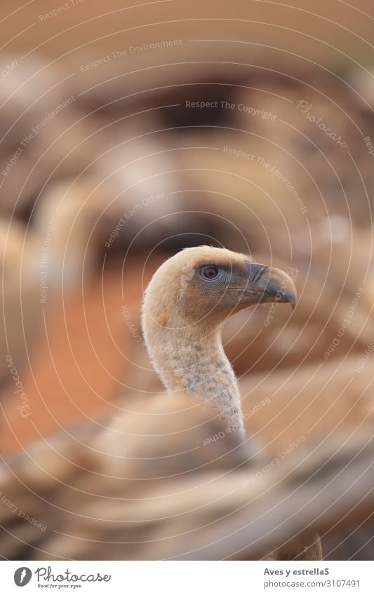 Griffon Vulture (Gyps fulvus) freigegeben Vogel Tier Schnabel Kopf Natur Hals Porträt wild Hühnervögel Auge Emu Zoo Feder Nahaufnahme Gans Hausgans Laufvogel