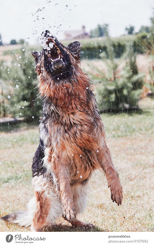Durstiger Hund spielt mit dem Wasser trinken Freude Spielen Sommer Garten Tier Gras Haustier 1 springen authentisch Coolness nass platschen Bewässerung Dusche