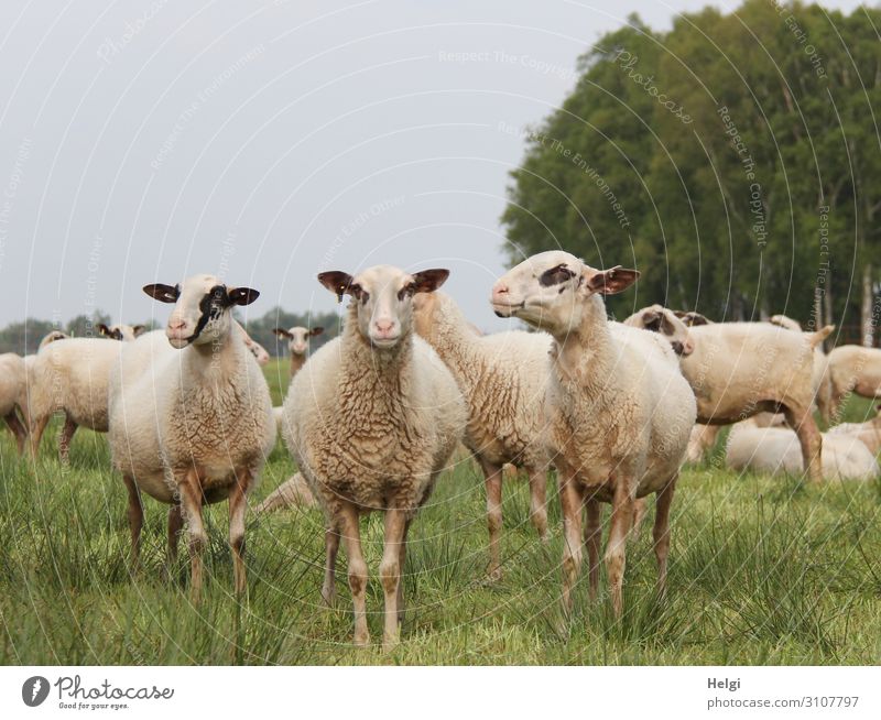 drei Schafe einer Schafherde schauen neugierig in die Kamera Umwelt Natur Landschaft Pflanze Tier Sommer Baum Gras Wiese Moor Sumpf Nutztier Herde Blick stehen