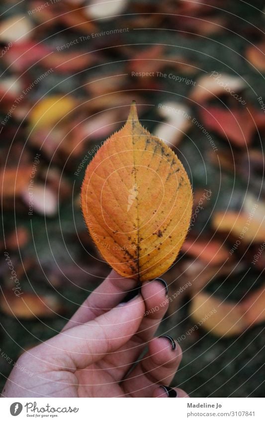 Herbstblätter an einem bewölkten Tag Blatt Herbstfärbung Blätter Hand Beteiligung orange kalt Textur natürlich Natur fallen