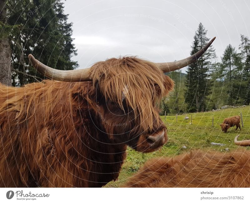 Schottisches Hochlandrind Tier Nutztier Kuh Tiergesicht Natur Farbfoto Außenaufnahme Menschenleer Tag Tierporträt