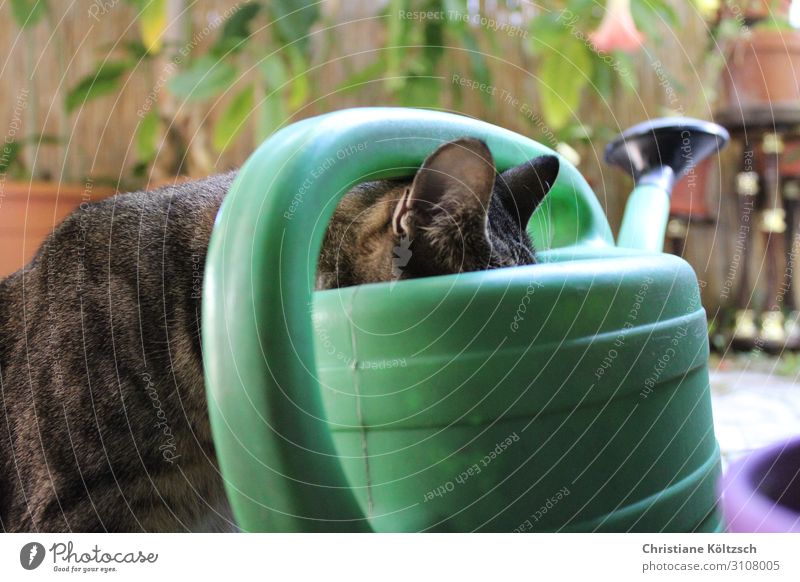 Durst, egal woher trinken Trinkwasser Gießkanne Tier Haustier Katze 1 beobachten Blick Zufriedenheit fleißig Farbfoto Außenaufnahme Nahaufnahme Tag