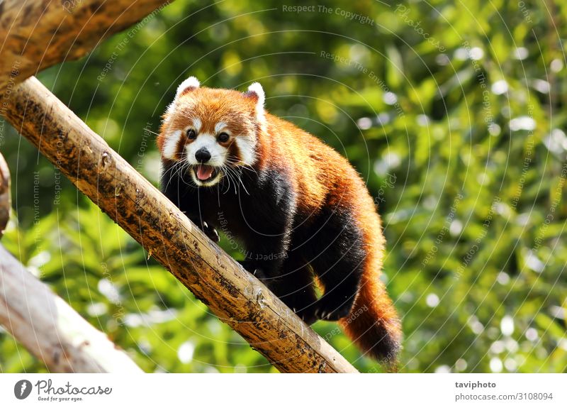 Red Panda klettert hoch hinaus Natur Tier Baum Park Wald Pelzmantel Haustier Katze klein niedlich wild braun grün rot Leitwerke roter Panda Katzenbär