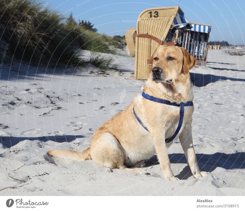 Blonder Labrador am Strand Freude Zufriedenheit Sommer Sommerurlaub Sonne Meer Landschaft Schönes Wetter Stranddüne Dünengras Strandkorb blond Haustier Hund
